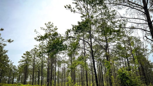 Jasper null-story, null-bed 05 CR 257-idx