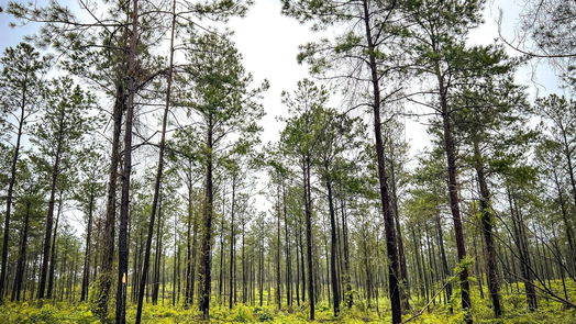 Jasper null-story, null-bed 05 CR 257-idx