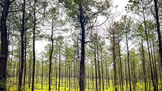 Jasper null-story, null-bed 05 CR 257-idx