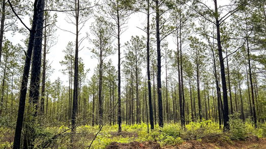 Jasper null-story, null-bed 05 CR 257-idx