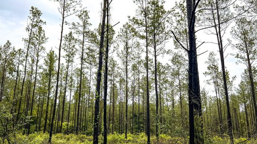 Jasper null-story, null-bed 05 CR 257-idx