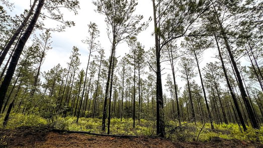 Jasper null-story, null-bed 05 CR 257-idx