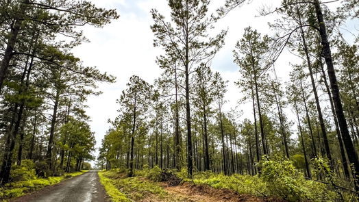 Jasper null-story, null-bed 05 CR 257-idx