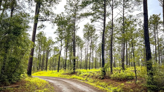 Jasper null-story, null-bed 05 CR 257-idx