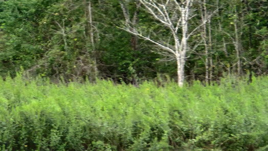 Conroe null-story, null-bed 14183 Carpenter Road-idx