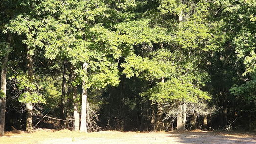 Conroe null-story, 3-bed 12342 Ike White Road-idx