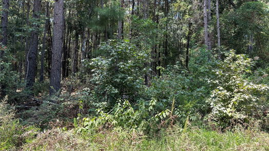 Montgomery null-story, null-bed 0000 Shadow Ln-idx