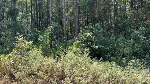 Montgomery null-story, null-bed 0000 Shadow Ln-idx