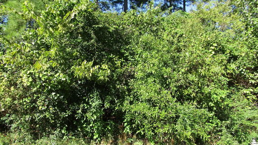 Willis null-story, null-bed Lot 81 Nelwood-idx