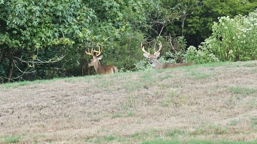 Huntsville null-story, null-bed 24440 Pine Valley-idx
