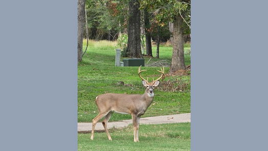Huntsville null-story, null-bed 24440 Pine Valley-idx