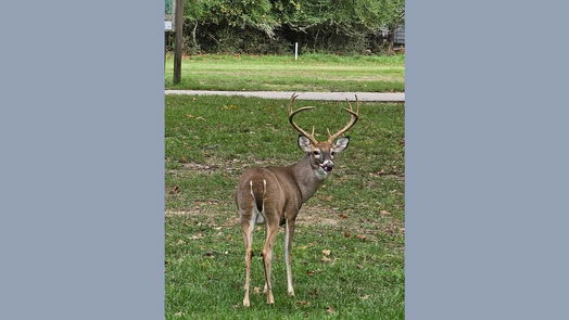 Huntsville 2-story, 1-bed 501 Waterwood Bay rd Road 209-idx