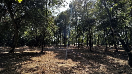 Cleveland null-story, null-bed Lots 20 & 21 County Road 2191-idx