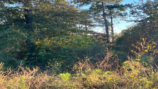 Cleveland null-story, null-bed 146 County Road 3479a-idx