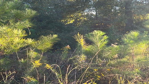 Cleveland null-story, null-bed 146 County Road 3479a-idx