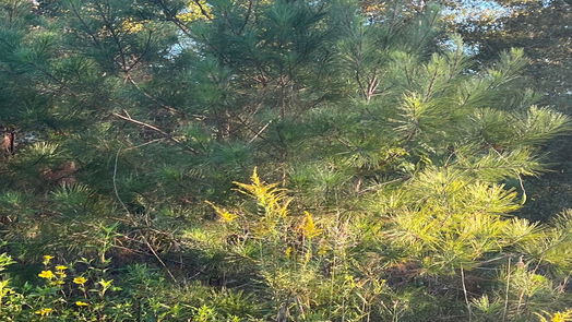 Cleveland null-story, null-bed 146 County Road 3479a-idx