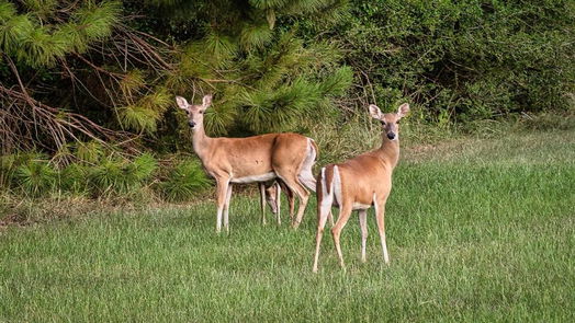 Houston null-story, null-bed 823 Carriage View Lane-idx