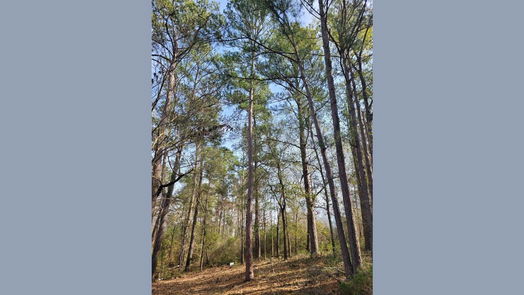 Livingston null-story, null-bed 506 Knotty Oak-idx