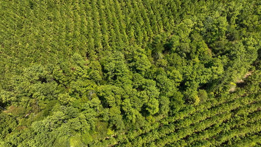 Livingston null-story, null-bed 00 Sunflower Road-idx