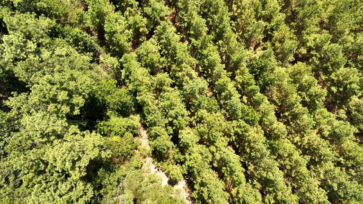 Livingston null-story, null-bed 00 Sunflower Road-idx