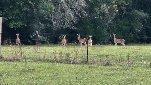 Livingston 2-story, 5-bed 419 Armitage Road-idx