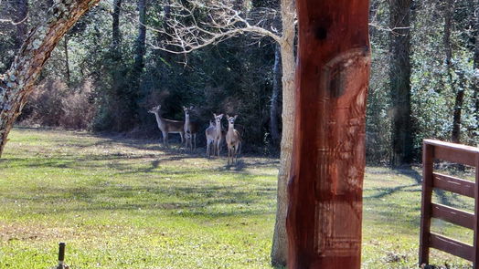 Livingston 2-story, 5-bed 419 Armitage Road-idx