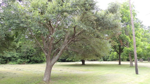 Magnolia null-story, null-bed 219 6th STREET-idx
