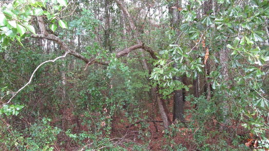 New Caney null-story, null-bed Lot 9 Stevens Forest-idx