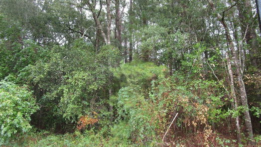 New Caney null-story, null-bed Lot 9 Stevens Forest-idx