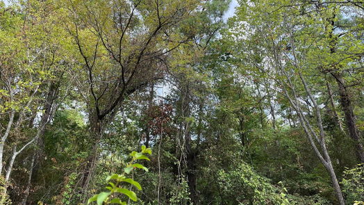 New Waverly null-story, null-bed 679 TX- 150-idx