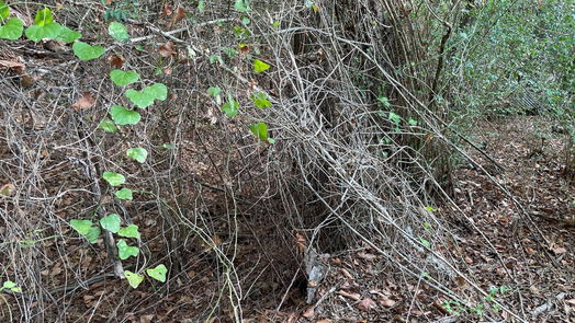 New Waverly null-story, null-bed 679 TX- 150-idx