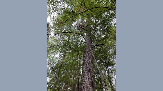 New Waverly null-story, null-bed 679 TX- 150-idx