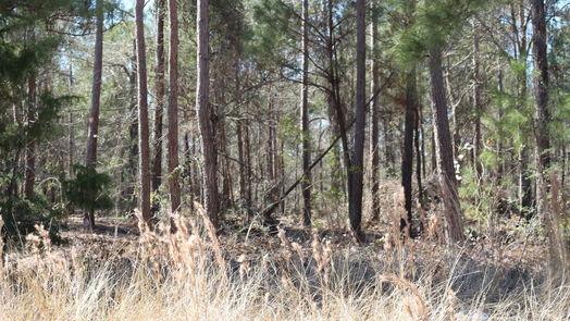 Onalaska null-story, null-bed 6-2 N HWY 356-idx