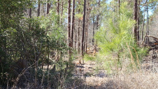 Onalaska null-story, null-bed 6-2 N HWY 356-idx