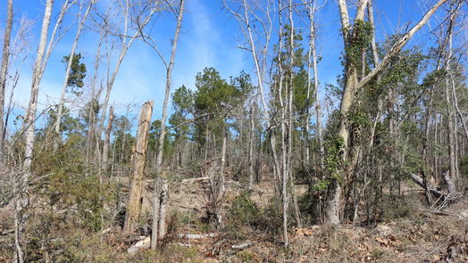 Onalaska null-story, null-bed 6-2 N HWY 356-idx