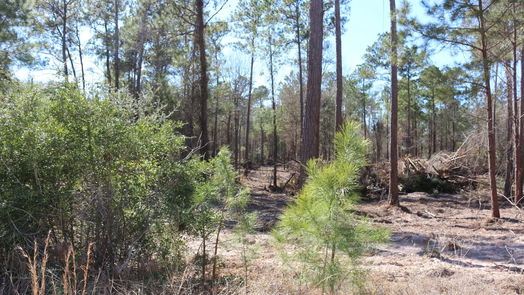 Onalaska null-story, null-bed 6-2 N HWY 356-idx