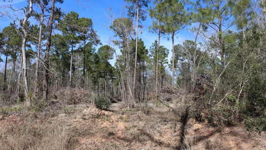 Onalaska null-story, null-bed 6-2 N HWY 356-idx