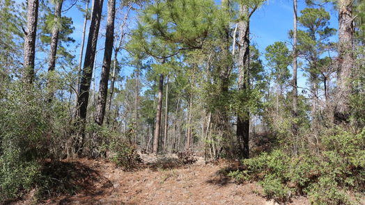 Onalaska null-story, null-bed 6-2 N HWY 356-idx