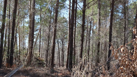 Onalaska null-story, null-bed 6-2 N HWY 356-idx