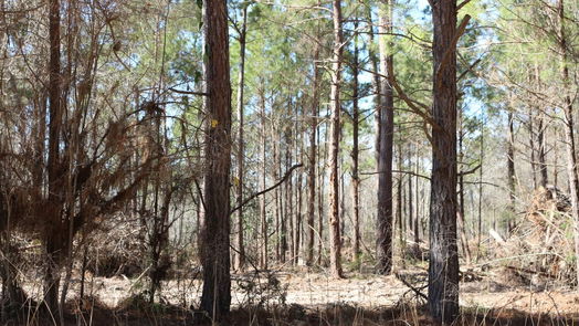 Onalaska null-story, null-bed 6-2 N HWY 356-idx