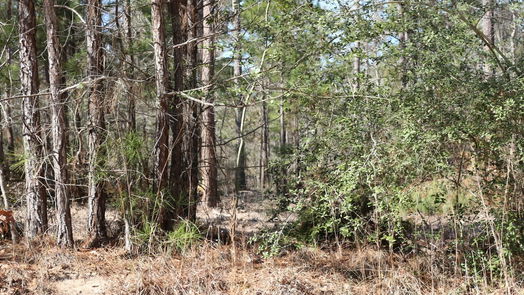 Onalaska null-story, null-bed 6-2 N HWY 356-idx