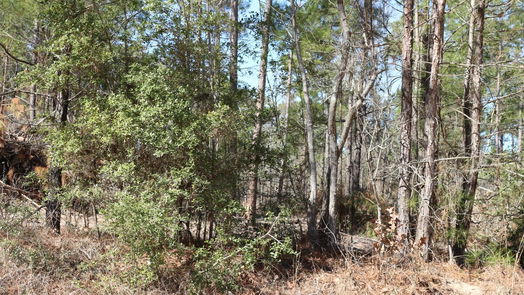 Onalaska null-story, null-bed 6-2 N HWY 356-idx