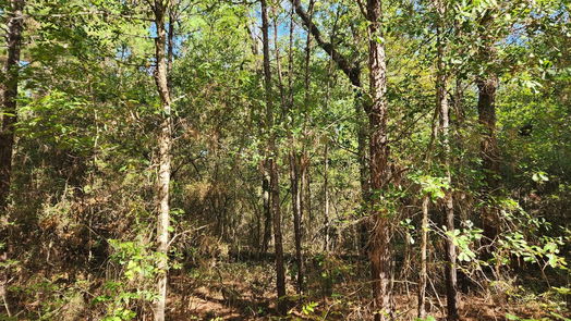 Plantersville null-story, null-bed Lot 15 & 16 Tawnyberry Lane-idx