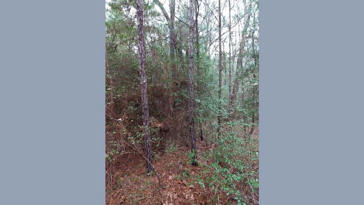 Plantersville 1-story, 1-bed 15522 Fm 1774-idx