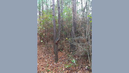 Plantersville 1-story, 1-bed 15522 Fm 1774-idx