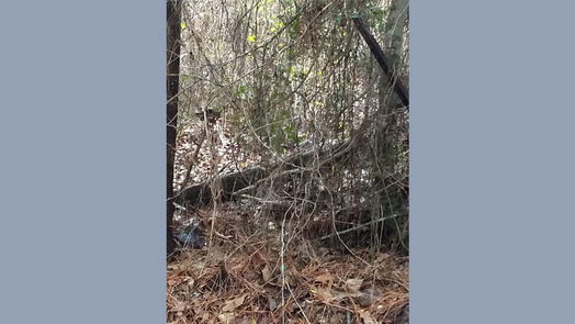 Plantersville 1-story, 1-bed 15522 Fm 1774-idx