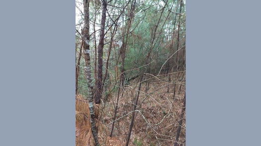 Plantersville 1-story, 1-bed 15522 Fm 1774-idx