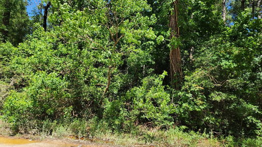 Plantersville null-story, null-bed Lot 2 Live Oak Drive-idx