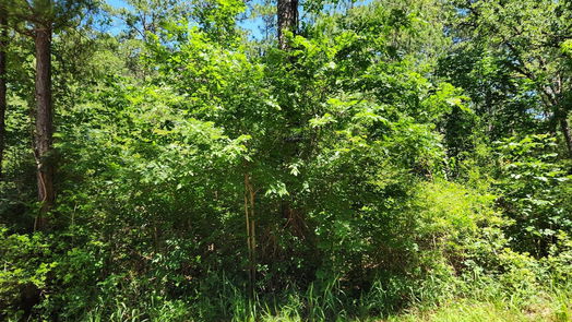 Plantersville null-story, null-bed Lot 73 Pinebrook Drive-idx