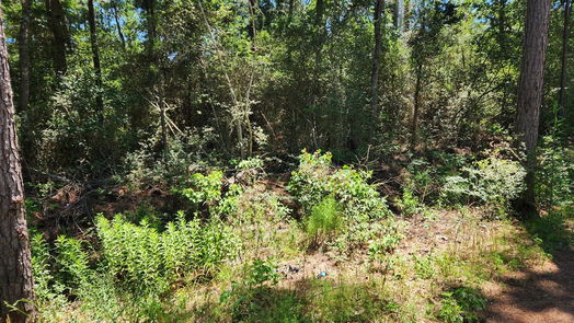 Plantersville null-story, null-bed Lot 1 Coral Bean Lane-idx